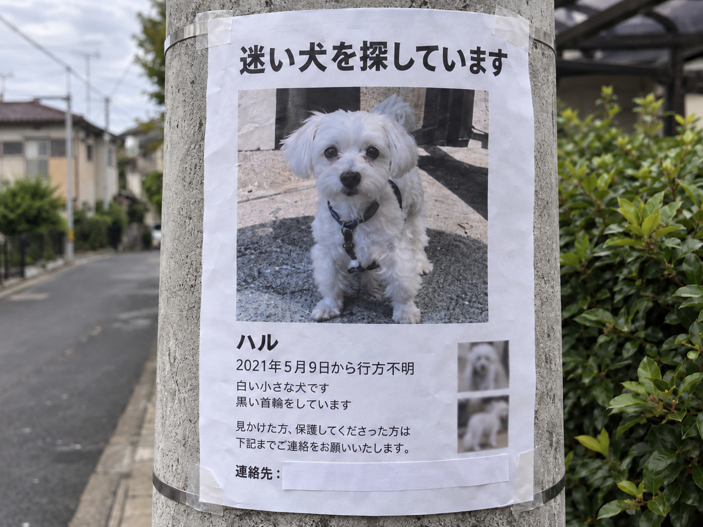 霧島秀一撮影。電柱に貼られた迷い犬の紙の接写。白い小さな犬の写真の下に、ハル、2021年5月9日から行方不明とある。連絡先の番号は白い紙で覆われている。