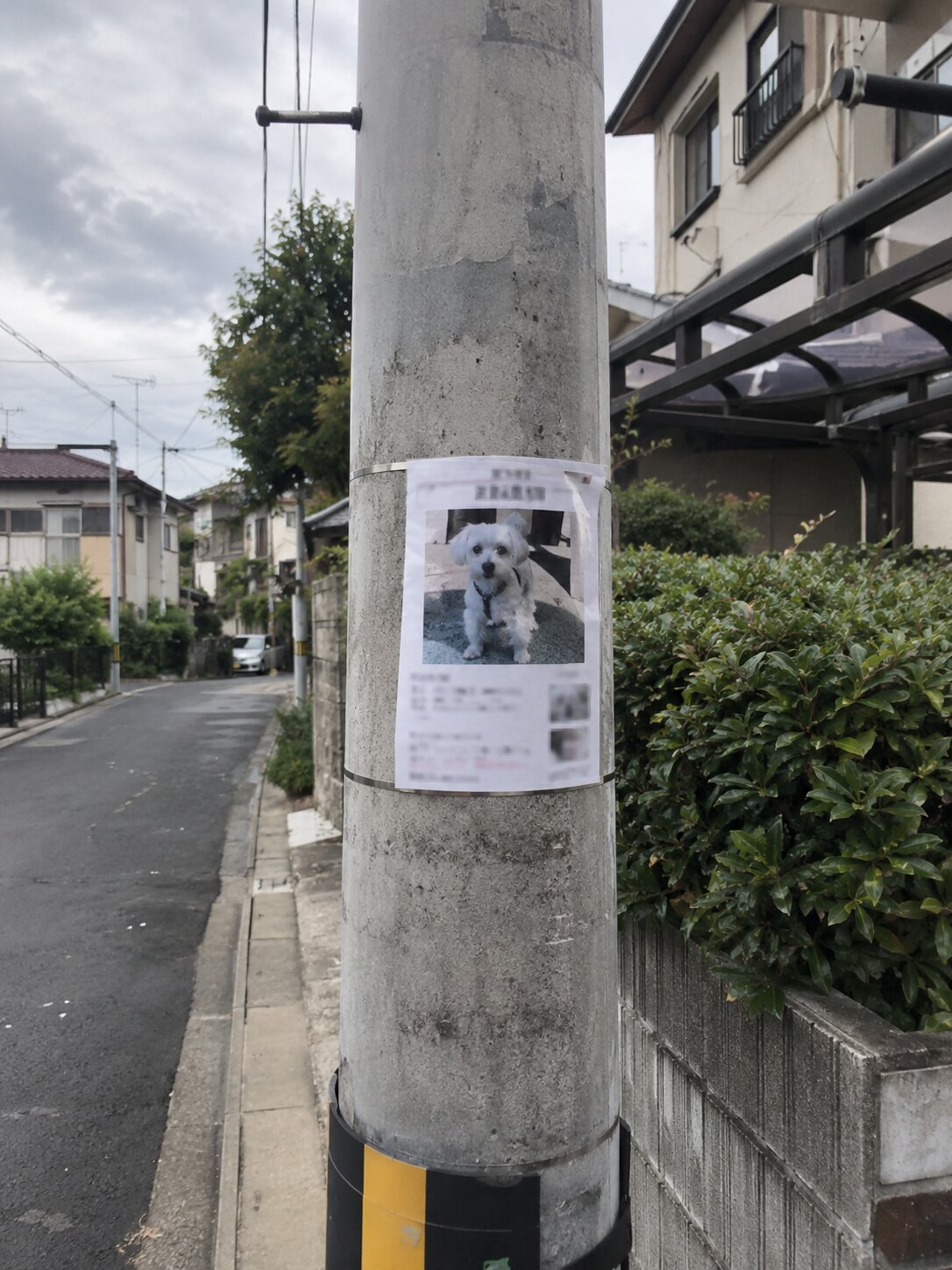 緑ヶ丘の迷い犬の貼り紙に関する奇妙な記録