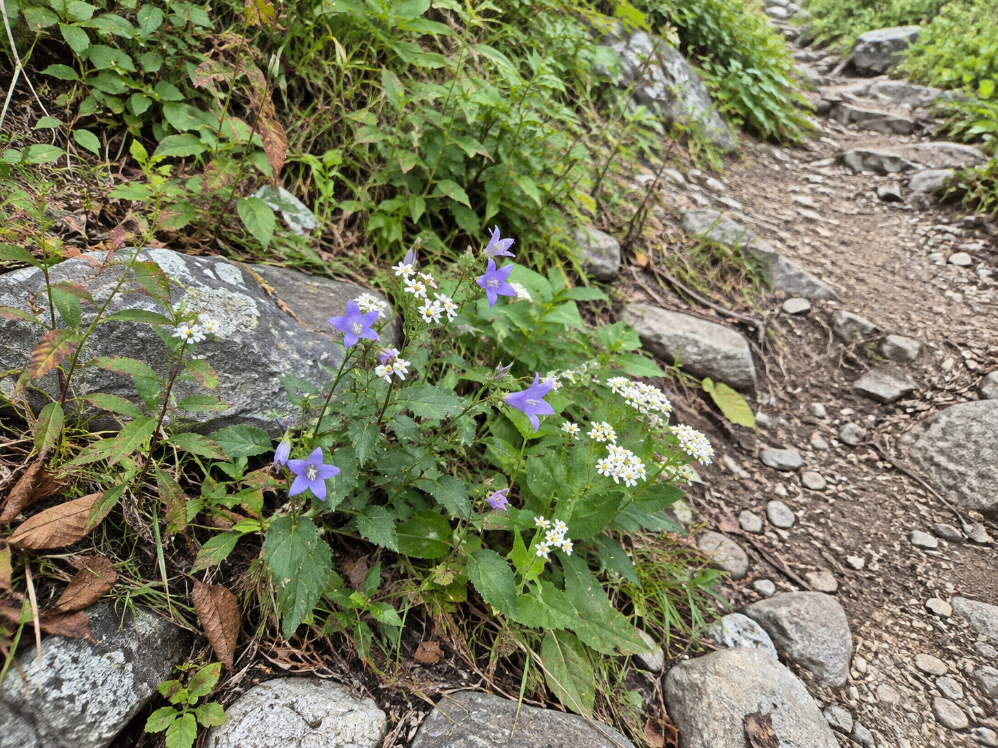 情報提供者が鳴沢岳で撮影した写真。石と草の間に白や薄紫の花が咲き、その横を細い土の登山道が通っている。