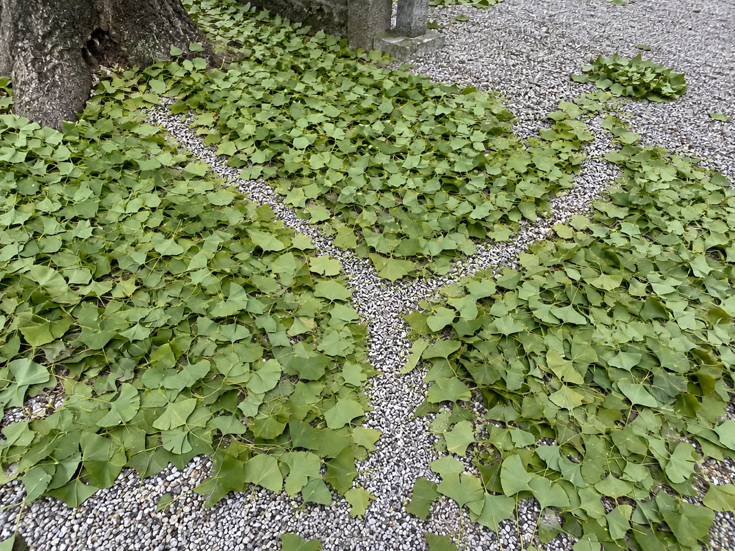 後藤さんが撮影したイチョウの落ち葉。緑の葉の間に枝分かれする砂利の隙間があり、その先に小さな葉のまとまりが離れている。