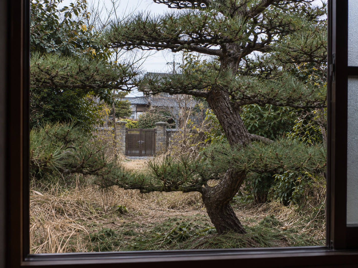 霧島秀一撮影。室内の窓越しに、枝を整えた松のある冬の庭を見ている。幹の左側で枝葉の間が空き、その先に人のいない門が見える。庭の周囲には枯れ草が残る。