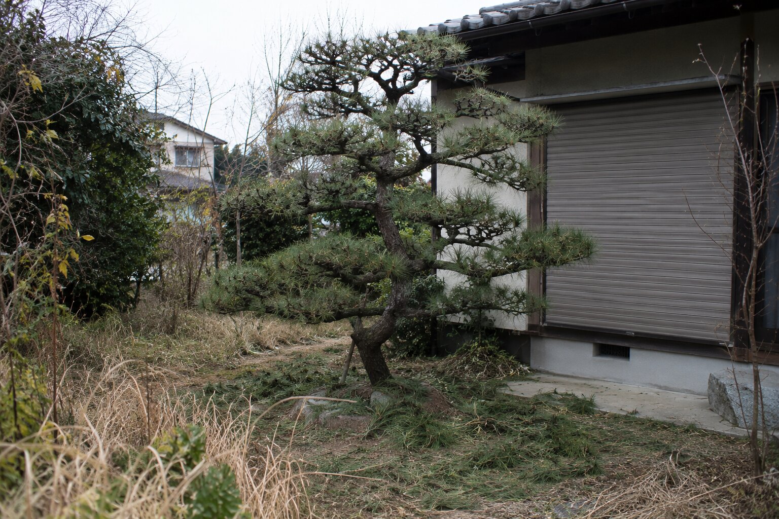 柳瀬市の空き家の庭の松に関する奇妙な記録