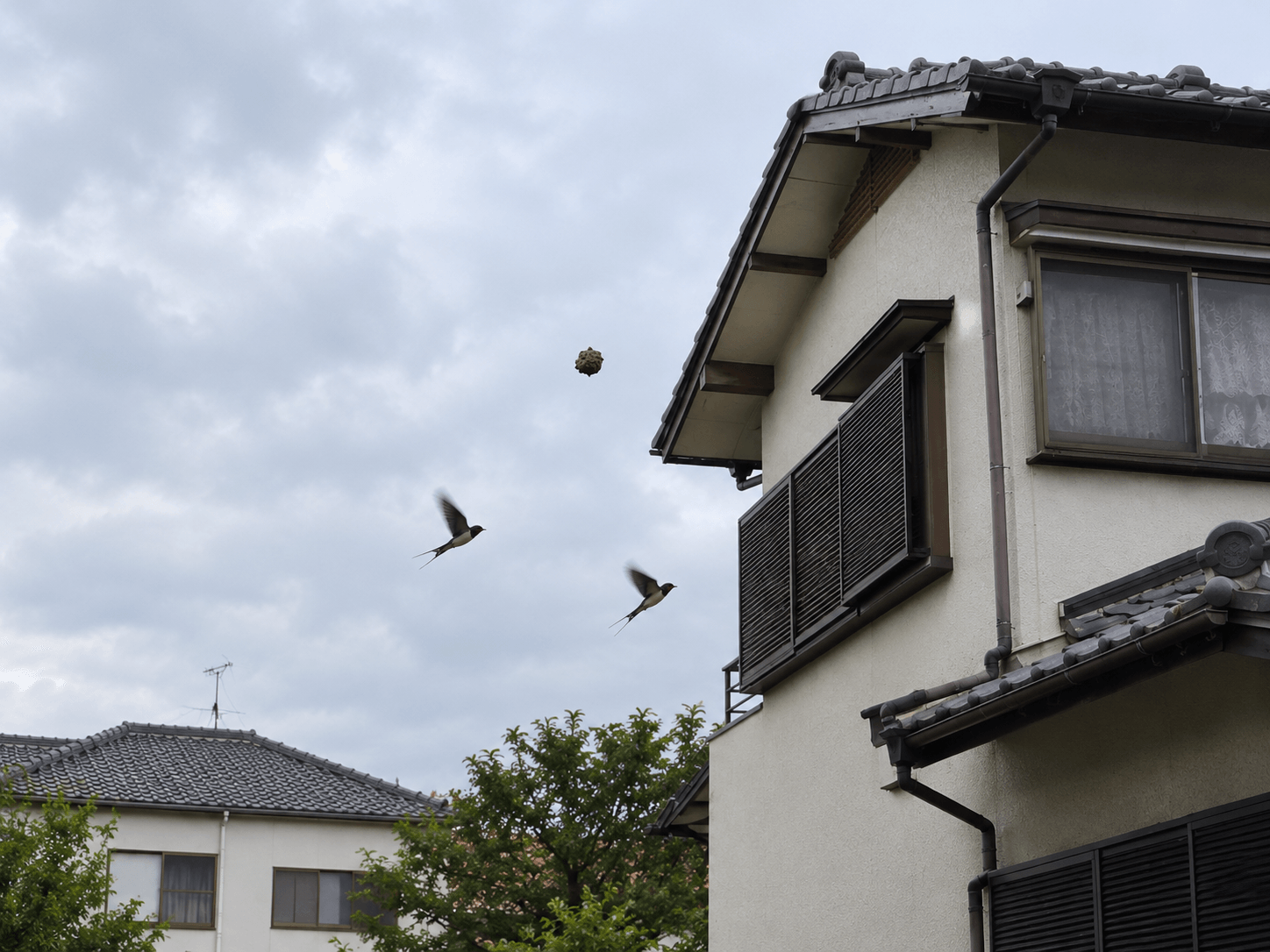 霧島秀一撮影の動画から切り出した画面。隣家を背景に小さな茶色い泥が見え、その下を2羽のツバメが飛んでいる。